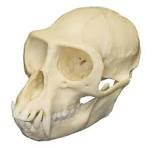 Monkey Skulls